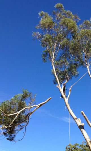 A Brisbane gum tree being lopped
